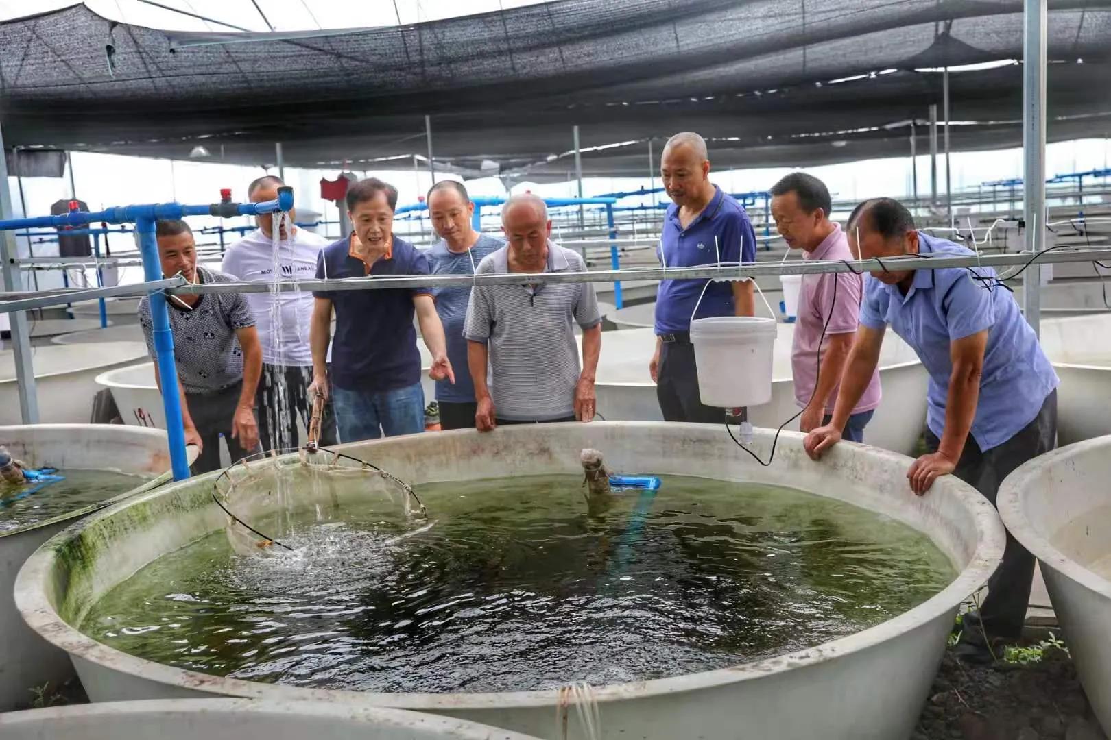 什邡市老科协学习调研新型稻田降镉技术